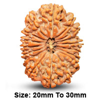 17 (सप्तदश) Mukhi Rudraksha